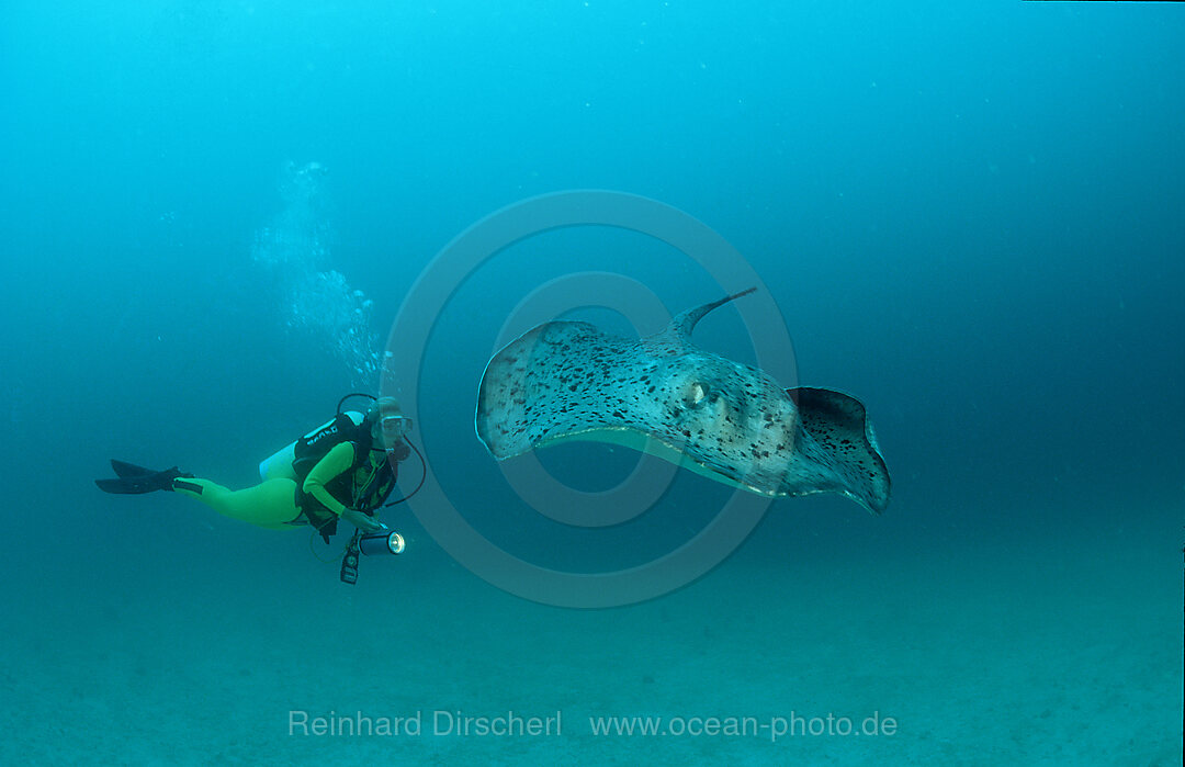 Schwarzfleck - Stachelrochen und Taucher, Taeniura meyeni, Indischer Ozean, Ari Atoll, Malediven