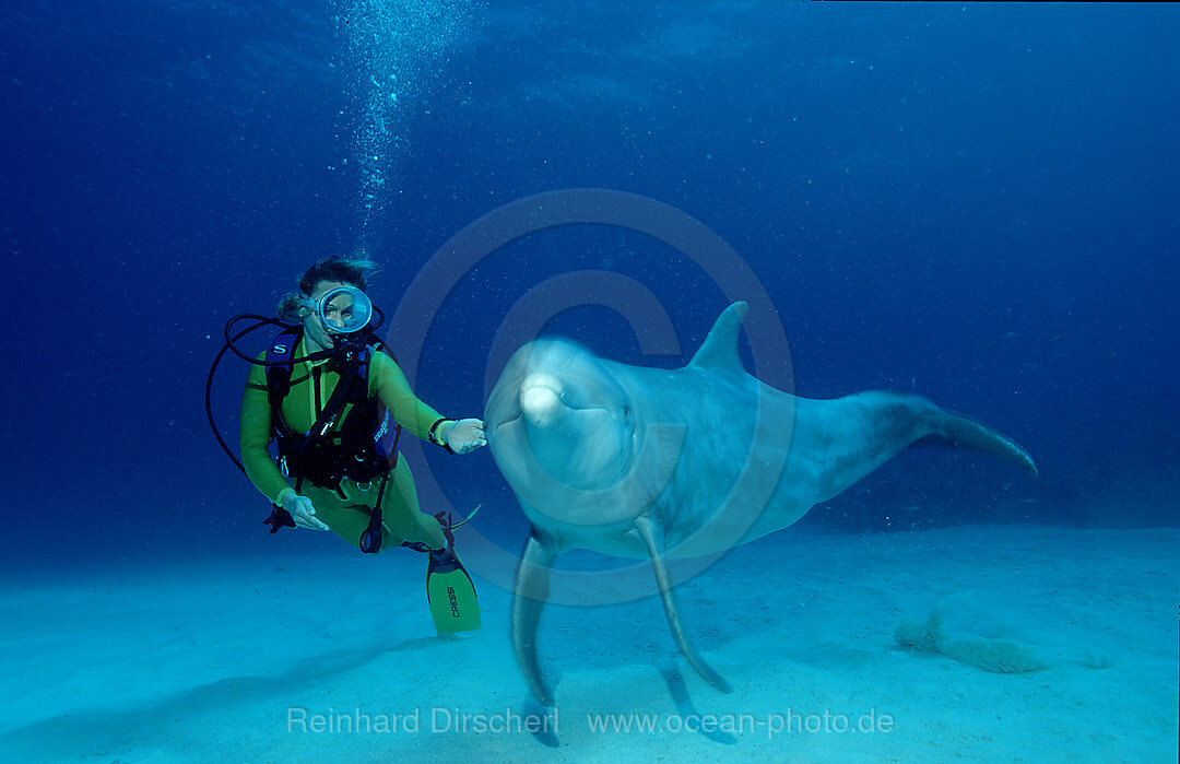 Grosser Tuemmler, Delphin, Delfin und Taucher, Tursiops truncatus, Karibisches Meer, Karibik, Grand Bahama, Bahamas