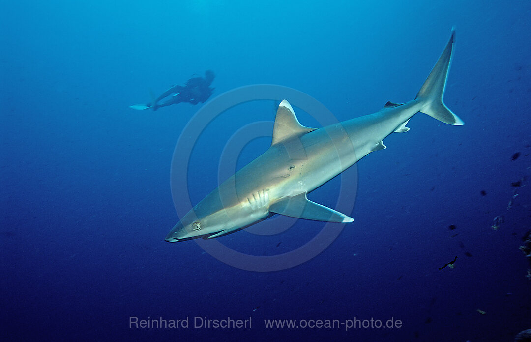 Silvertip shark and scuba diver