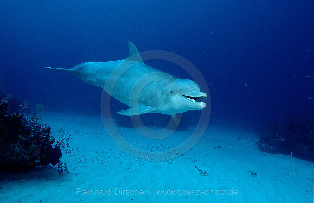 Grosser Tuemmler, Delphin, Delfin, Tursiops truncatus, Karibisches Meer, Karibik, Caribbean Sea, Yucatan, Mexico, Mexiko, Caribbean