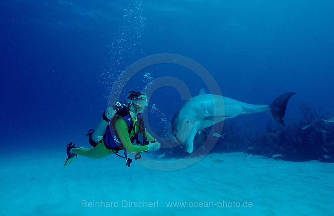 Grosser Tuemmler, Delphin, Delfin und Taucher