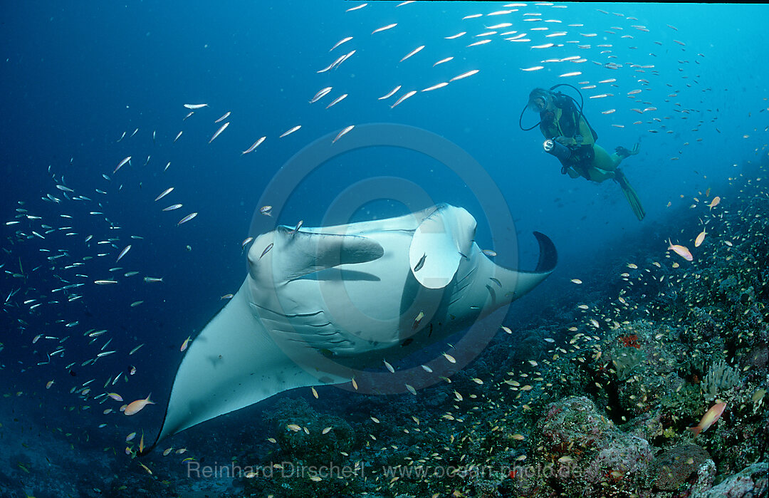 Manta ray and scuba diver