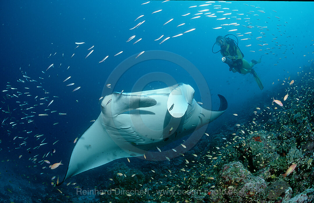 Manta ray and scuba diver, Manta birostris, Indian Ocean, Ari Atol, Maldives Island