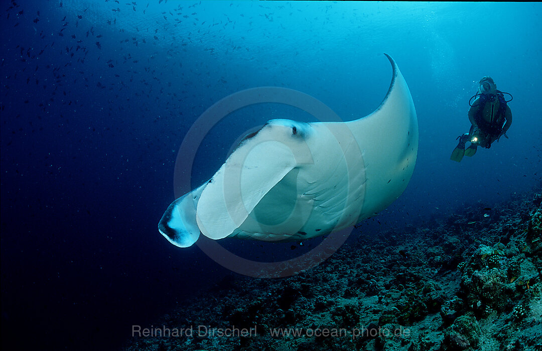 Manta ray and scuba diver, Manta birostris, Indian Ocean, Ari Atol, Maldives Island