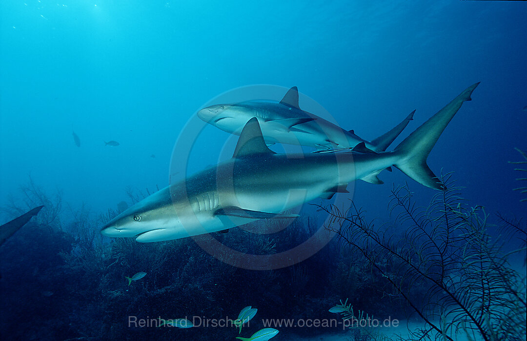 Karibische Riffhaie, Carcharhinus perezi, Karibisches Meer, Karibik, Caribbean Sea, Yucatan, Mexico, Mexiko, Caribbean