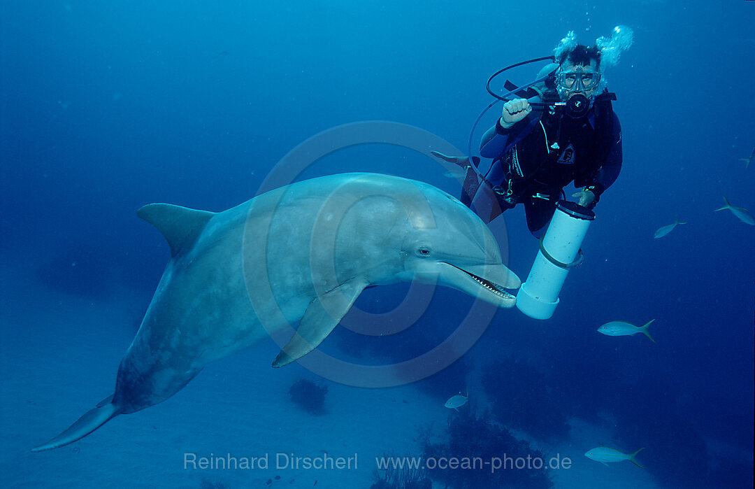 Grosser Tuemmler, Delphin, Delfin und Trainer, Tursiops truncatus, Karibisches Meer, Karibik, Grand Bahama, Bahamas