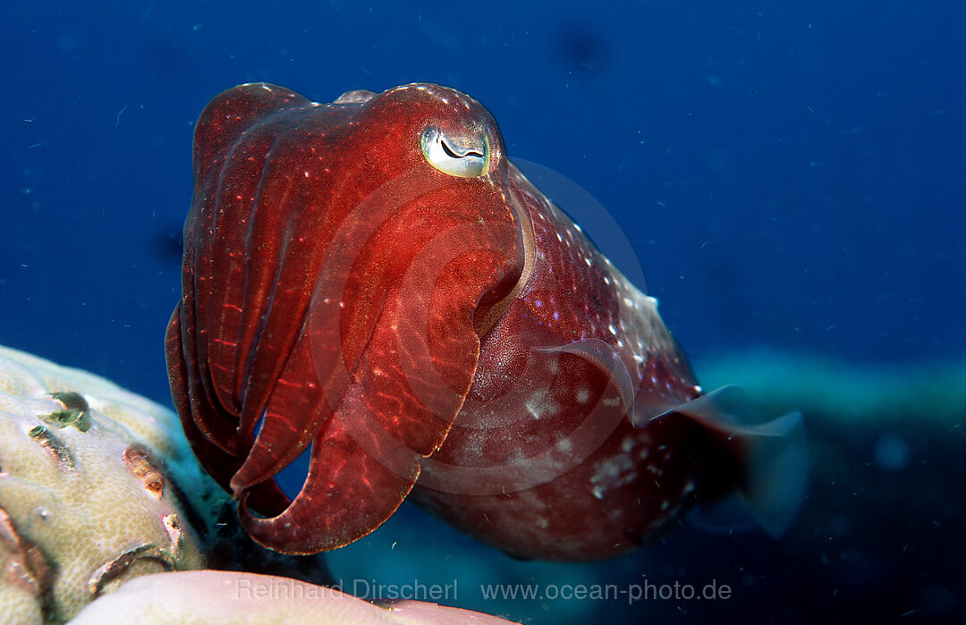 Cuttlefish, Sepia kobiensis, Pacific Ocean, Great Barrier Reef, Australia