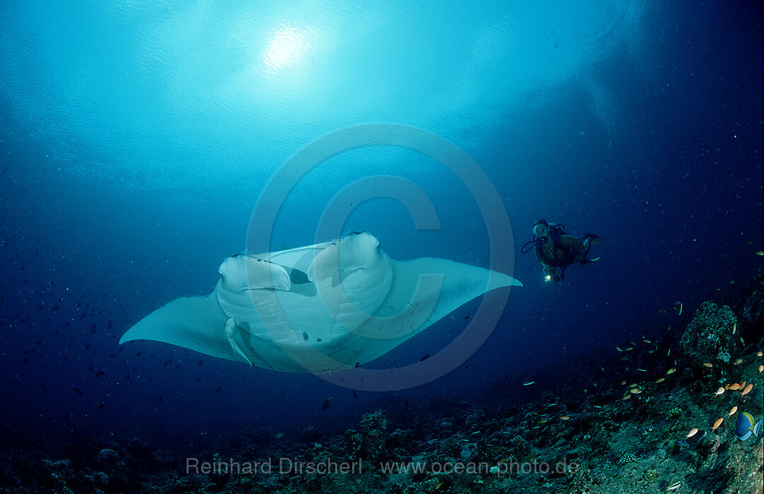 Manta ray and scuba diver, Manta birostris, Pacific Ocean, Great Barrier Reef, Australia