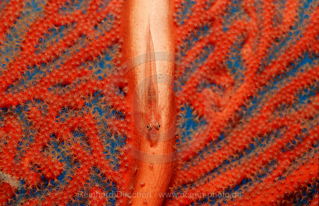 Striped triplefin