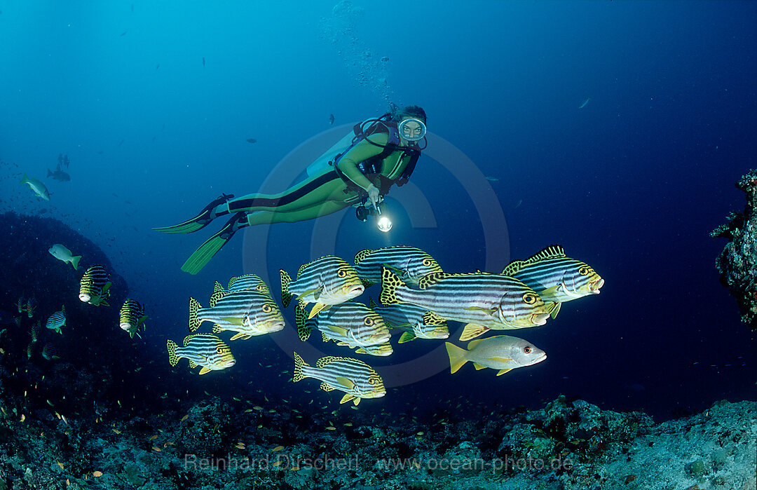 Orient-Suesslippen und Taucher, Plectorhinchus vittatus, Indischer Ozean, Ari Atoll, Malediven