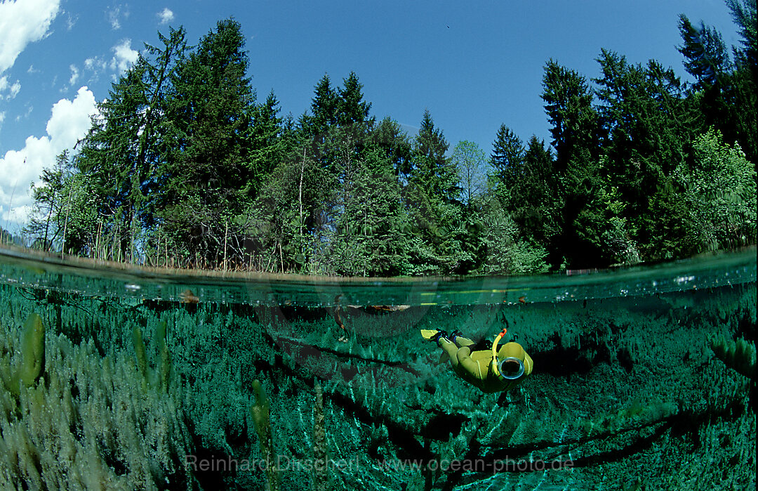 freshwater spring and scindiver
