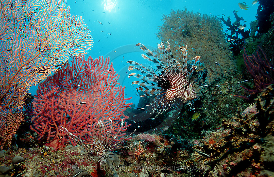 lionfish, turkeyfish