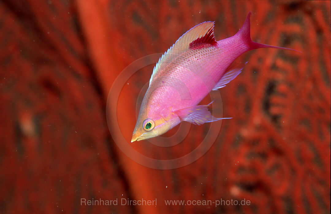 Tuka-Fahnenbarsch, Pseudanthias tuka, Pazifik, Palau