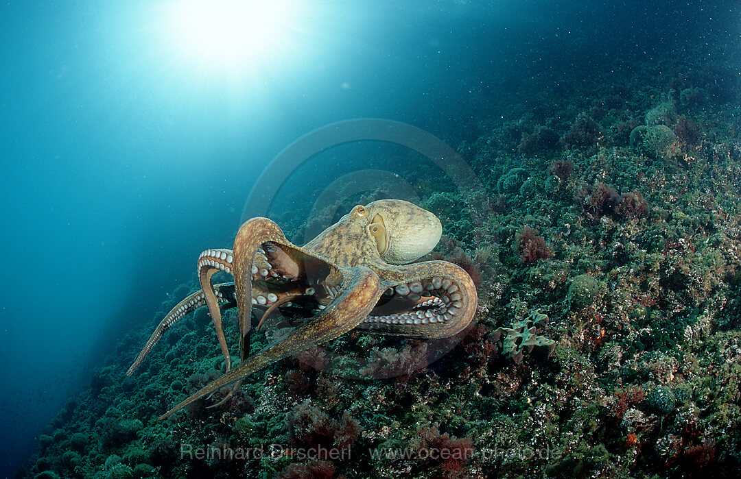 Gemeiner Krake, Oktopus,  Octopus vulgaris, Istrien, Mittelmeer, Kroatien