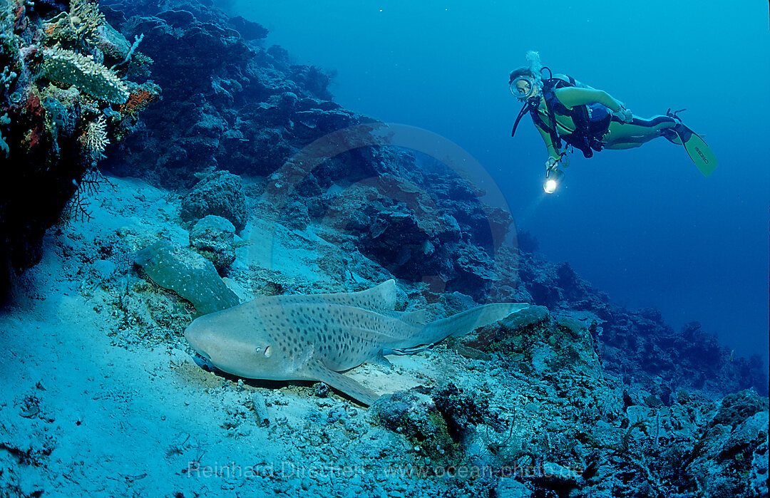 Leopardenhai und Taucher, Stegostoma varium, Indischer Ozean, Phuket, Similan Inseln, Thailand