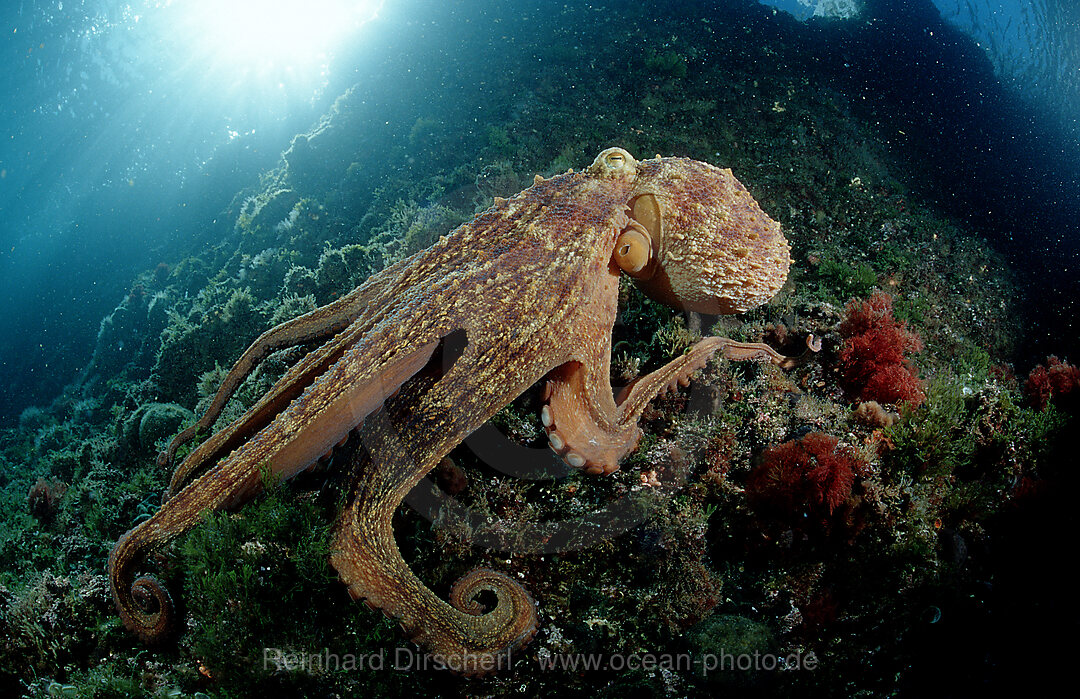 Gemeiner Krake, Oktopus,  Octopus vulgaris, Istrien, Mittelmeer, Kroatien