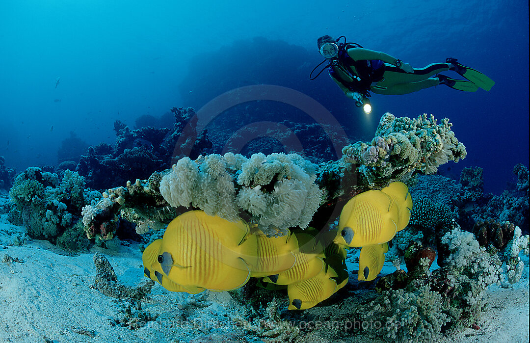 Masked butterflyfish and scuba diver