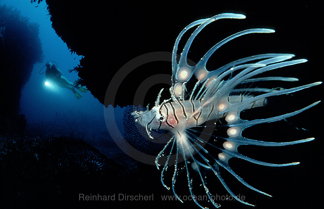 Junger Rotfeuerfisch und Taucher, Pterois antennata, Indischer Ozean, Ari Atoll, Malediven