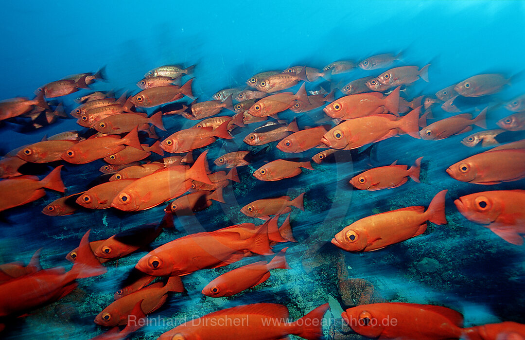 Schwarm Grossaugenbarsche, Priacanthus hamrur, Indischer Ozean, Ari Atoll, Malediven