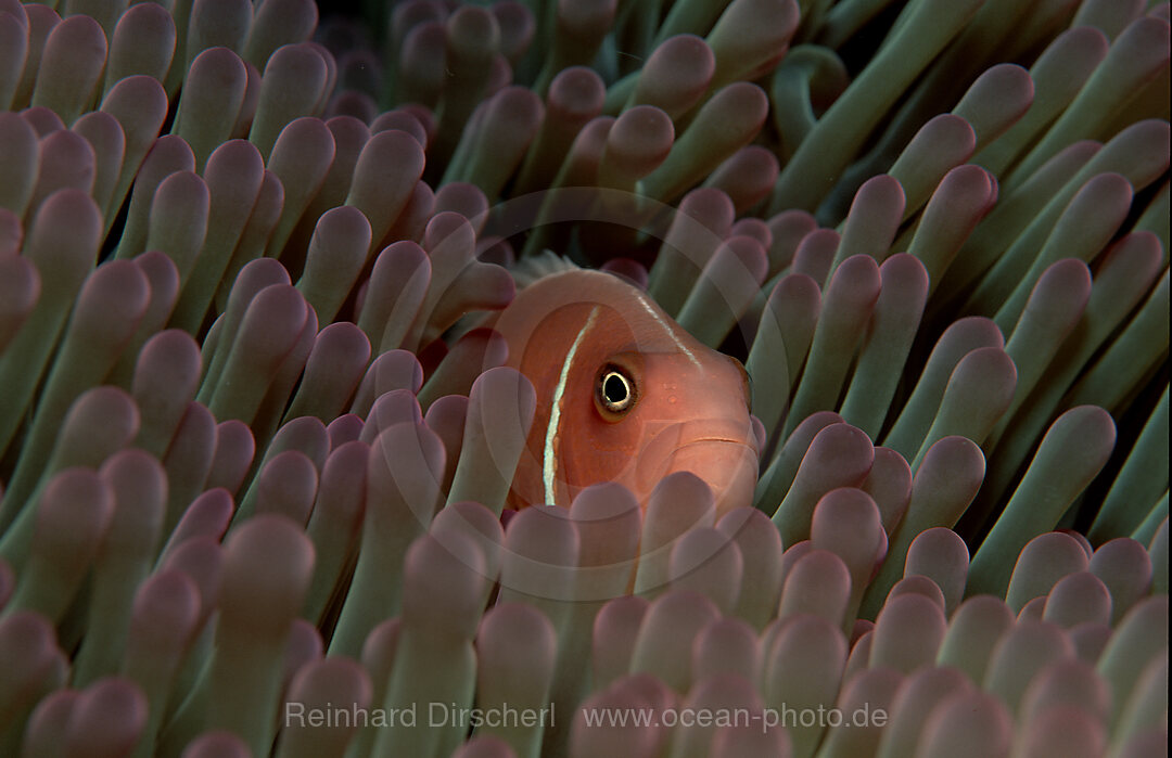 Halsband-Anemonenfisch, Amphiprion perideraion, Pazifik, Palau