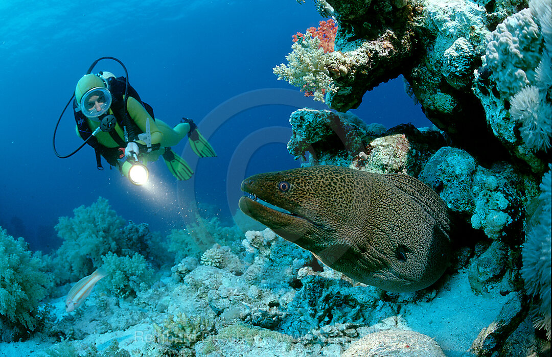 Riesenmuraene mit Taucher, Lycodontis javanicus, Rotes Meer, Hurghada, gypten, Aegypten