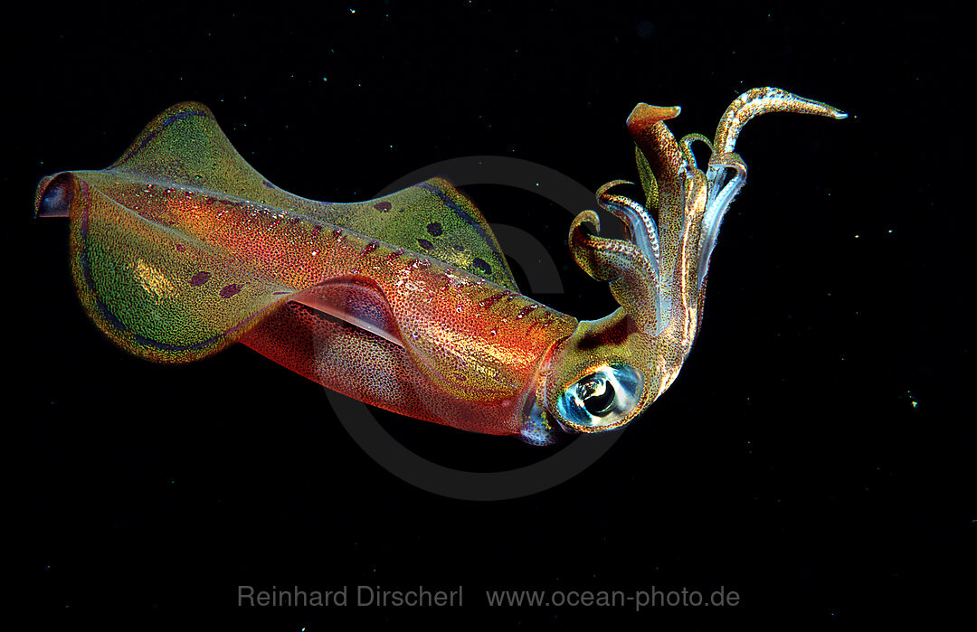 squid