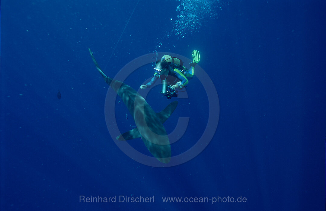 Seidenhai und Taucher, Carcharhinus falciformis, Rotes Meer, Brother Islands, gypten, Aegypten