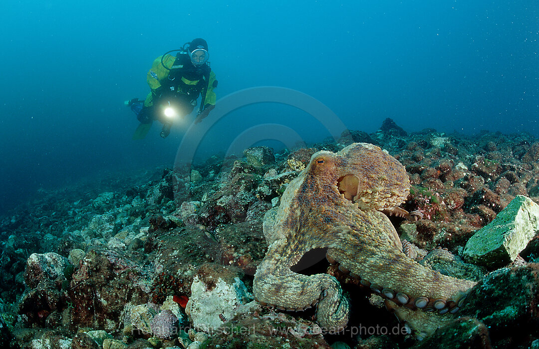 Octopus and scuba diver, Octopus vulgaris, Istria, Mediterranean Sea, Croatia