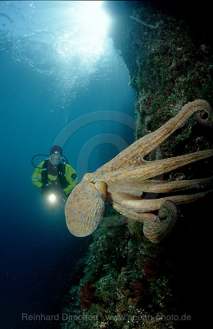 Gemeiner Krake und Taucher,  Octopus vulgaris, Istrien, Mittelmeer, Kroatien