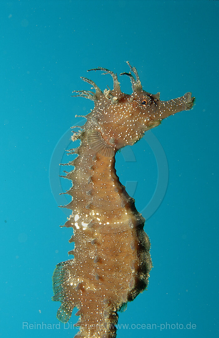 Langschnaeuziges Seepferdchen, Hippocampus guttulatus, Mittelmeer, Frankreich