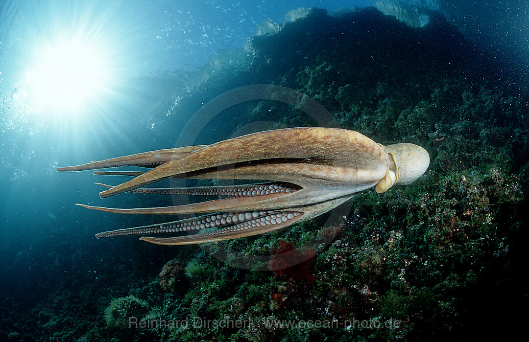 Gemeiner Krake, Oktopus