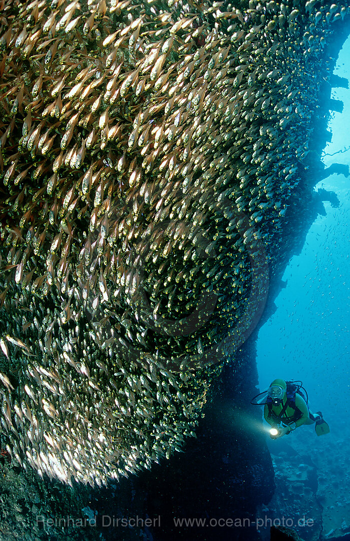 Glasfische und Taucher am Schiffswrack