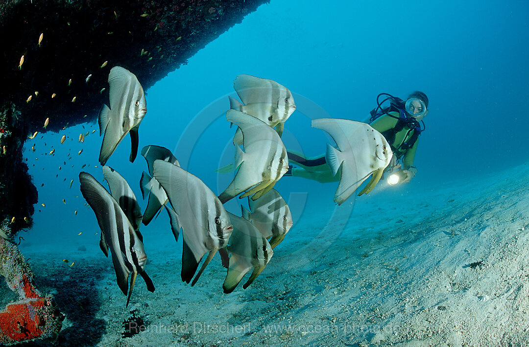 Fledermausfische und Taucher, Platax pinnatus, Indischer Ozean, Ari Atoll, Malediven