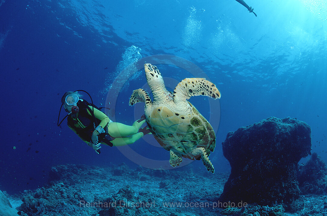 Suppenschildkroete und Taucher, Chelonia mydas, Indischer Ozean, Ari Atoll, Malediven