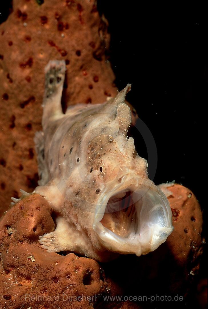 Gaehnender Kroetenfisch, Antennarius multiocellatus, Karibisches Meer, Karibik, Niederlaendische Antillen, Curacao