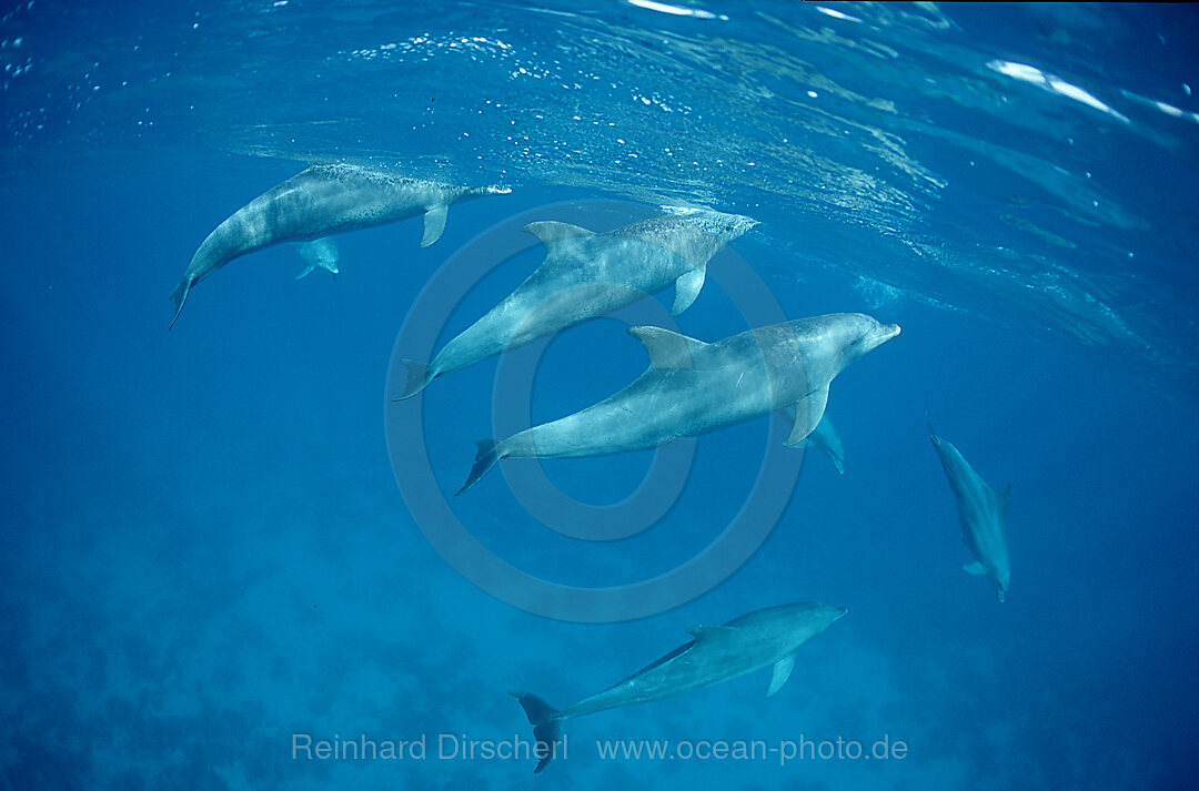bottlenose dolphin