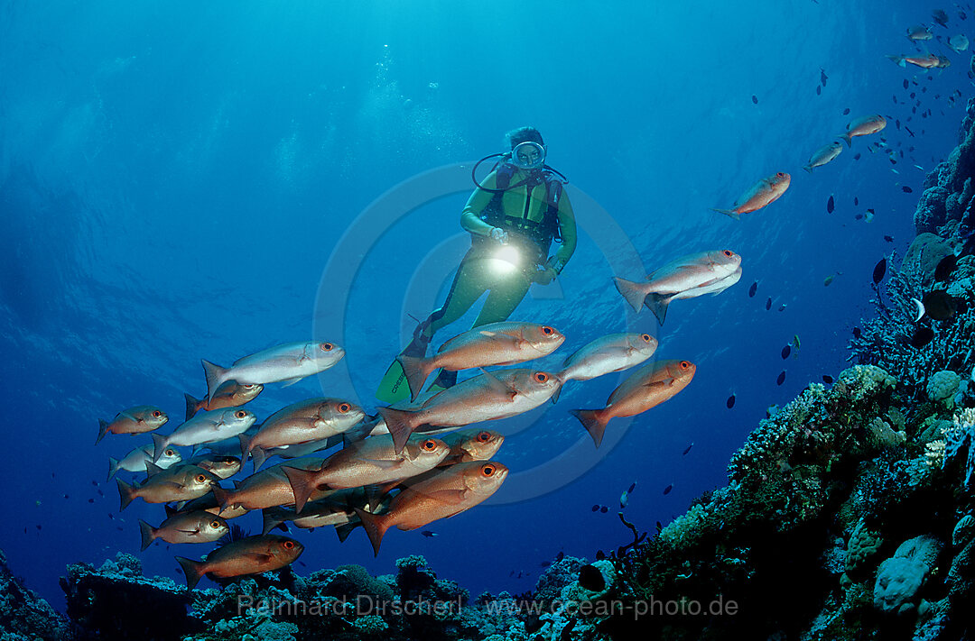 Pinjalo snapper