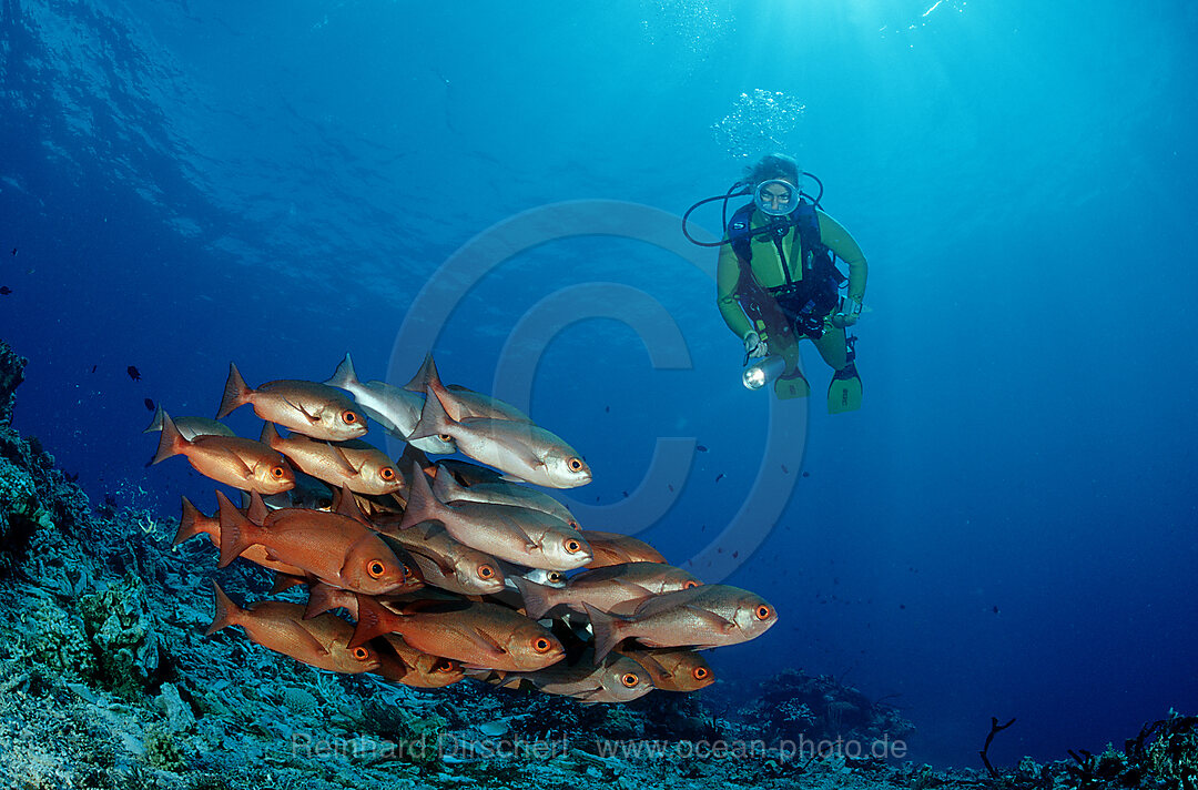 Pinjalo snapper