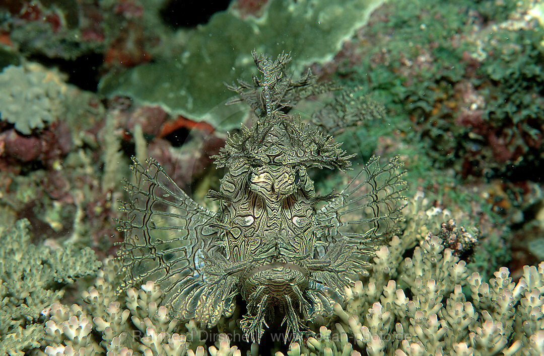 Merlet´s scorpionfish