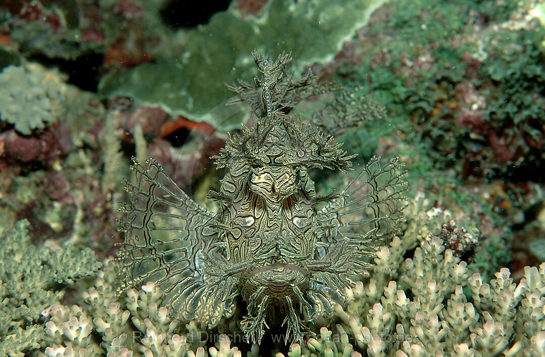 Algen-Drachenkopf, Rhinopias aphanes, Pazifik, Korallensee, Australien