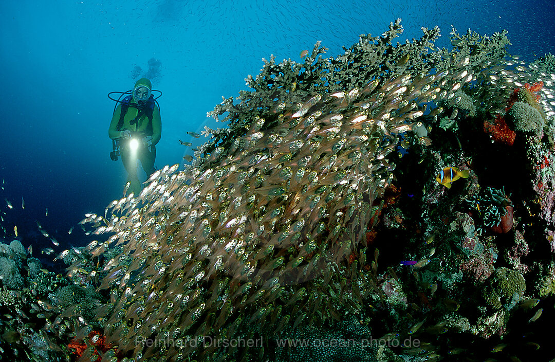 Glasfische und Taucher, Parapriacanthus ransonneti, Rotes Meer, Safaga, gypten, Aegypten