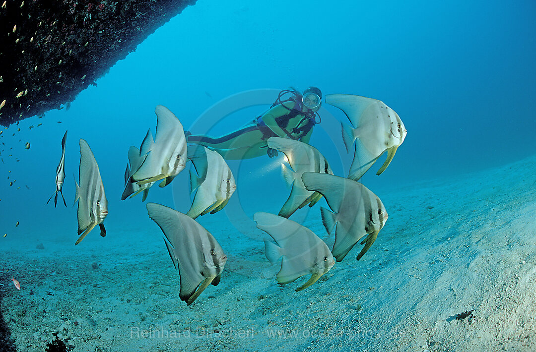 Fledermausfische und Taucher, Platax pinnatus, Indischer Ozean, Ari Atoll, Maayafushi, Malediven