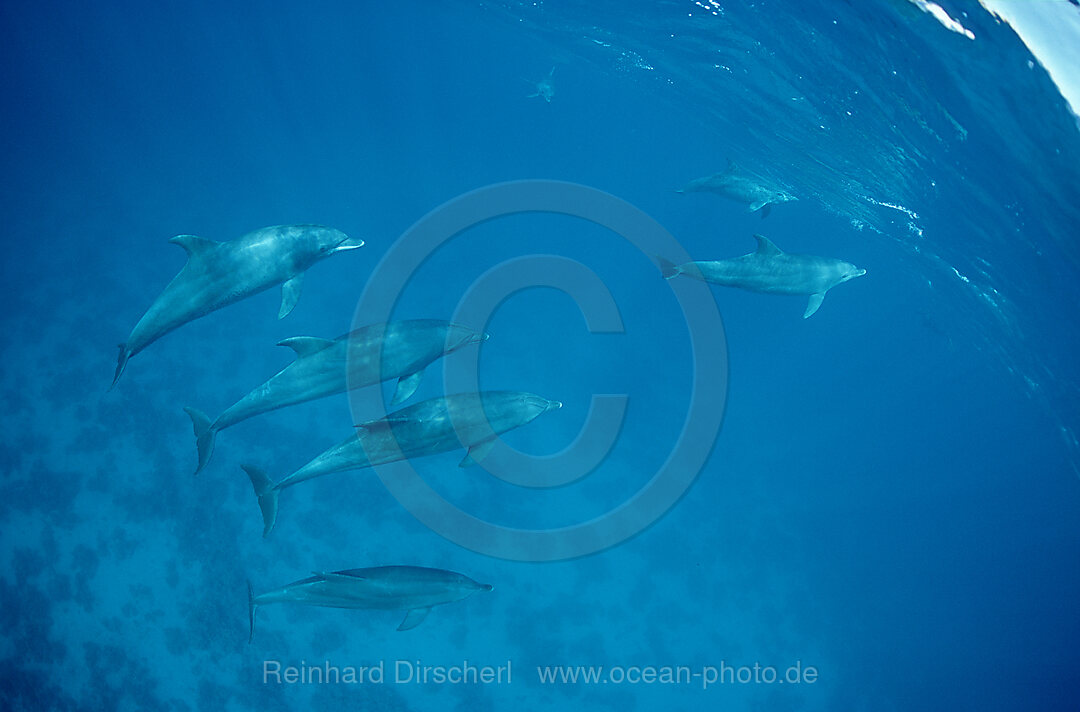 Grosser Tuemmler, Delphin, Delfin, Tursiops truncatus, Indischer Ozean, Ari Atoll, Maayafushi, Malediven