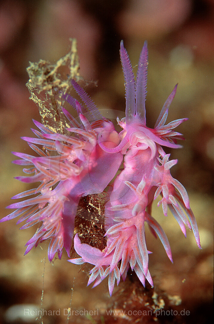 Violette Fadenschnecke bei der Paarung, Flabellina affinis, Istrien, Mittelmeer, Kroatien