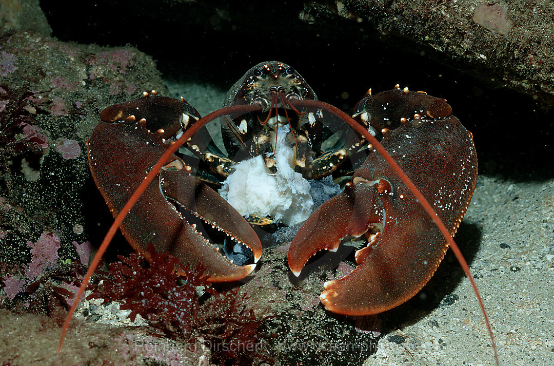 Lobster, Crayfish, Homarus gammarus, Atlantic ocean, north atlantic ocean, Norway