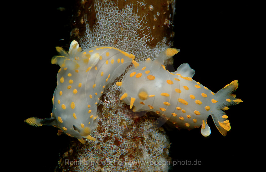 Nacktschnecke, Limacia clavigera, Atlantischer Ozean, Norwegen