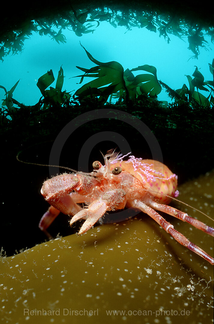 Hermit Crab