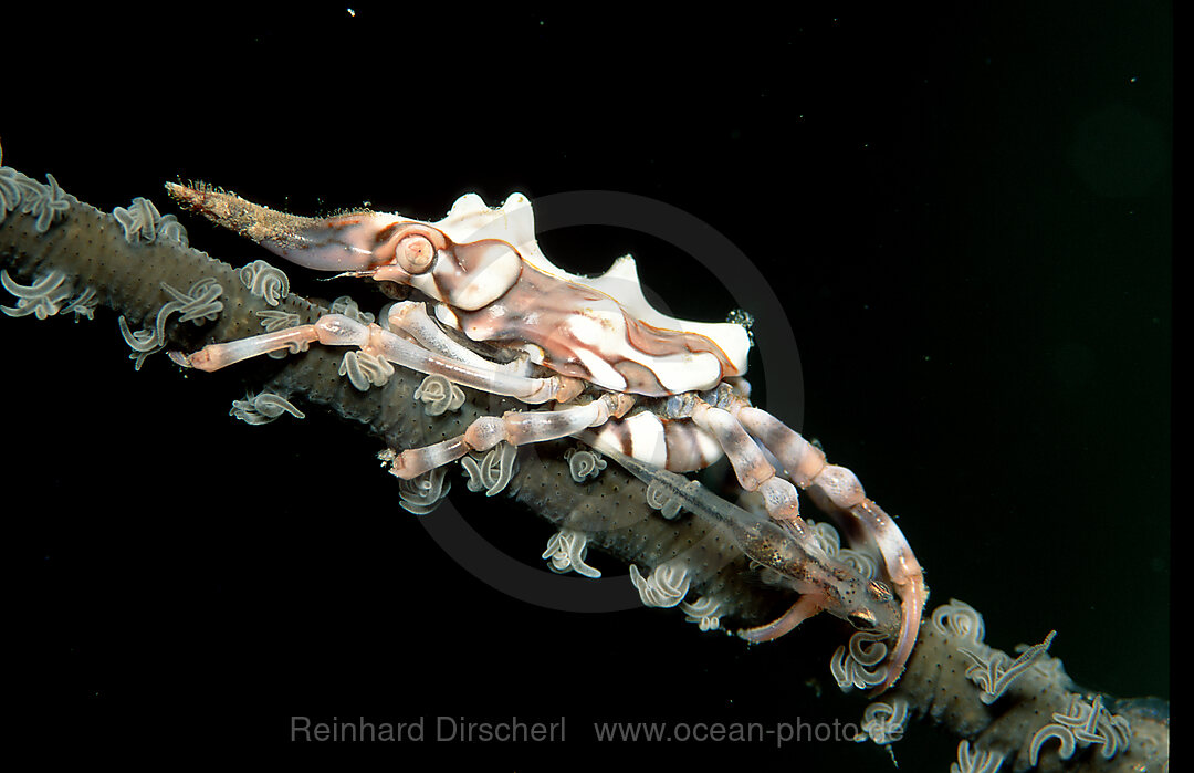 Gorgonien-Spinnenkrabbe, Xenocarcinus tuberculatus, Pazifik, Papua Neu Guinea