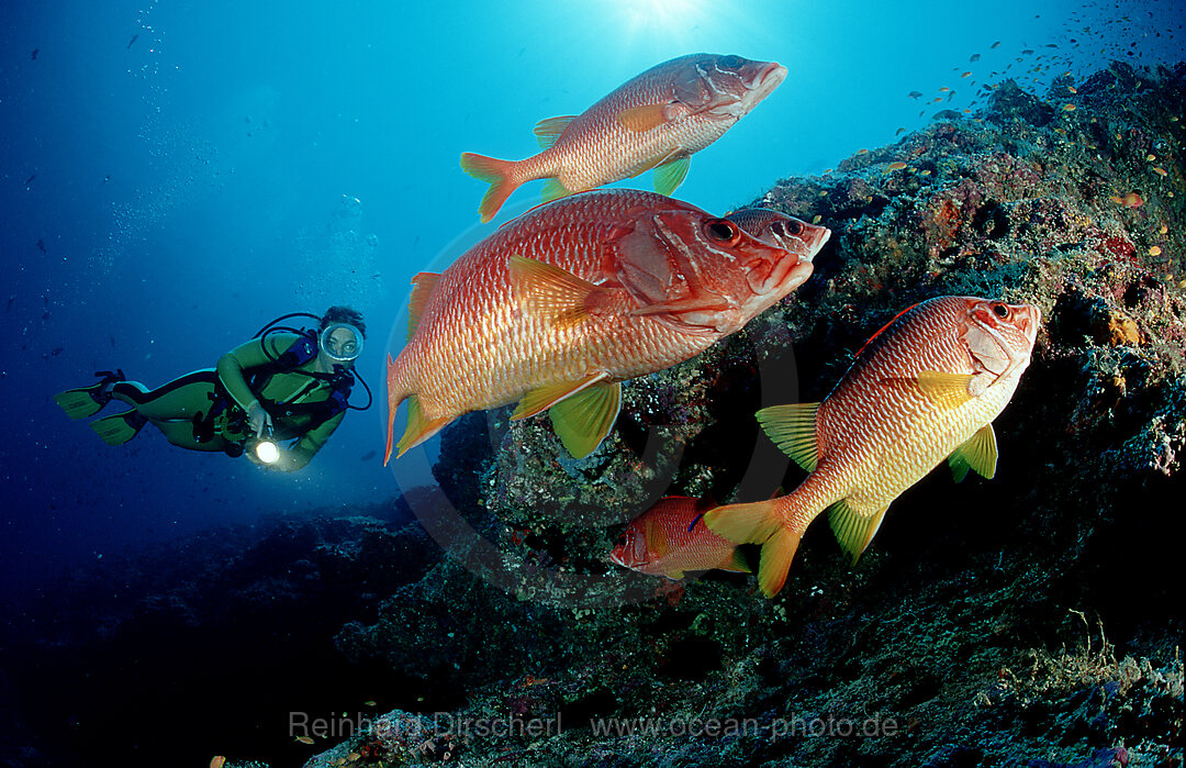 Grossdorn-Husarenfische und Taucher, Sargocentron spiniferum, Indischer Ozean, Ari Atoll, Maayafushi, Malediven