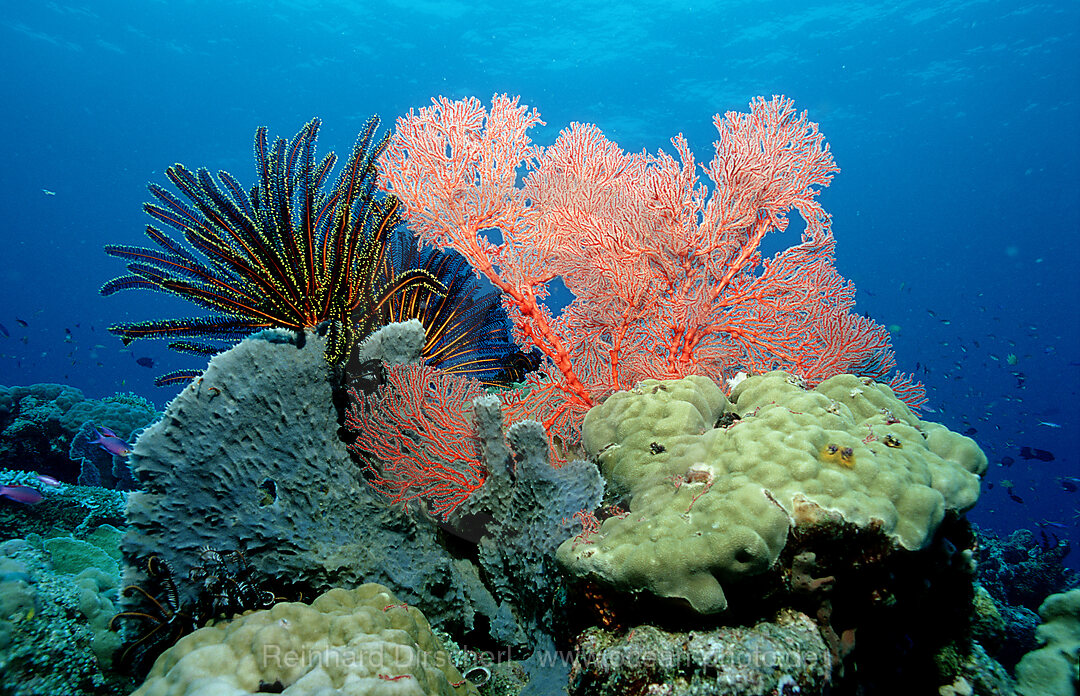 Korallenriff, Korallen, Pazifik, Papua Neu Guinea